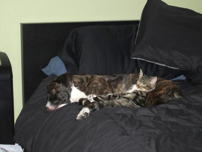 Max and Zoe Goldsmith