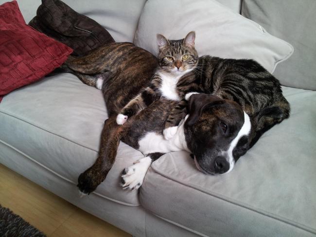 Max and Zoe Goldsmith