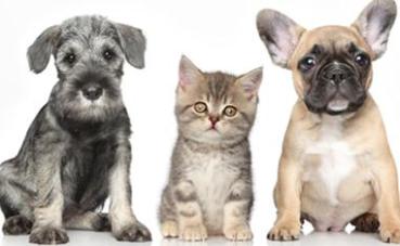 Food Stamps for Pets