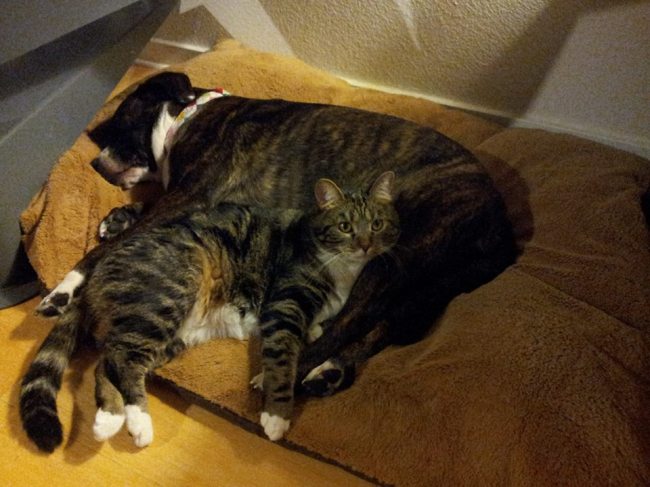 Tom and Jerry Eat Your Heart Out