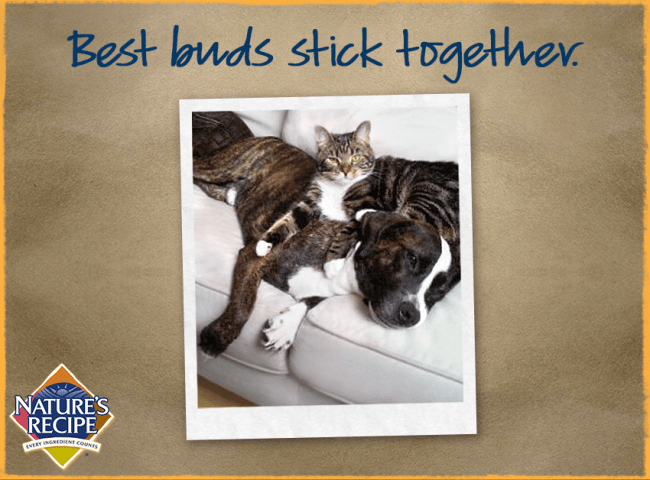 My Dog and Cat Are Famous!