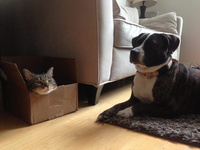 My Dog and Cat on a Lazy Afternoon