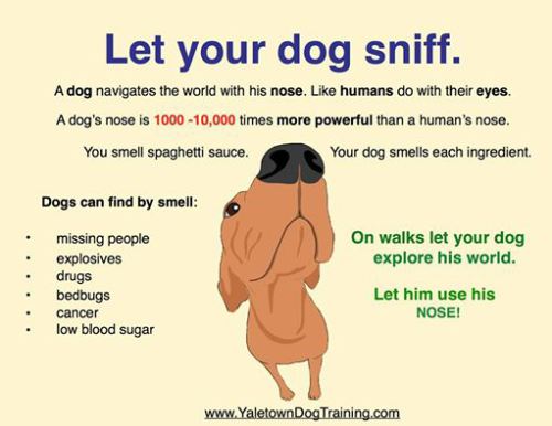 Let your dog sniff