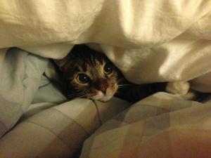 604173_10152267768550162_1013449519_n