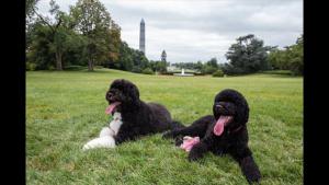 Bo and Sunny, White House dogs
