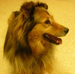 Doggie FIRST DAY PICTURES 012WebStory1