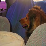 Doggie FIRST DAY PICTURES 015EWebStory2