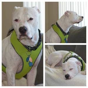 22603_687062704749630_8661744741700162093_n