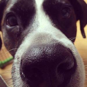 11209429_10155589565965162_7560574479883219074_n