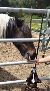 11053176_10155614806400162_2317257745538214790_n